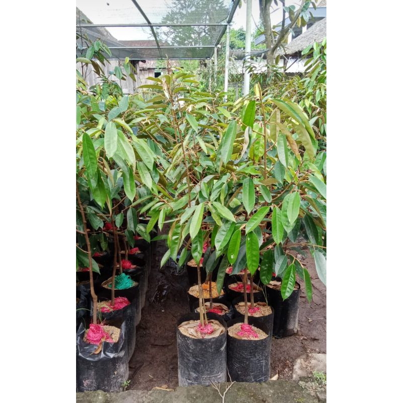 bibit durian duri hitam asli...