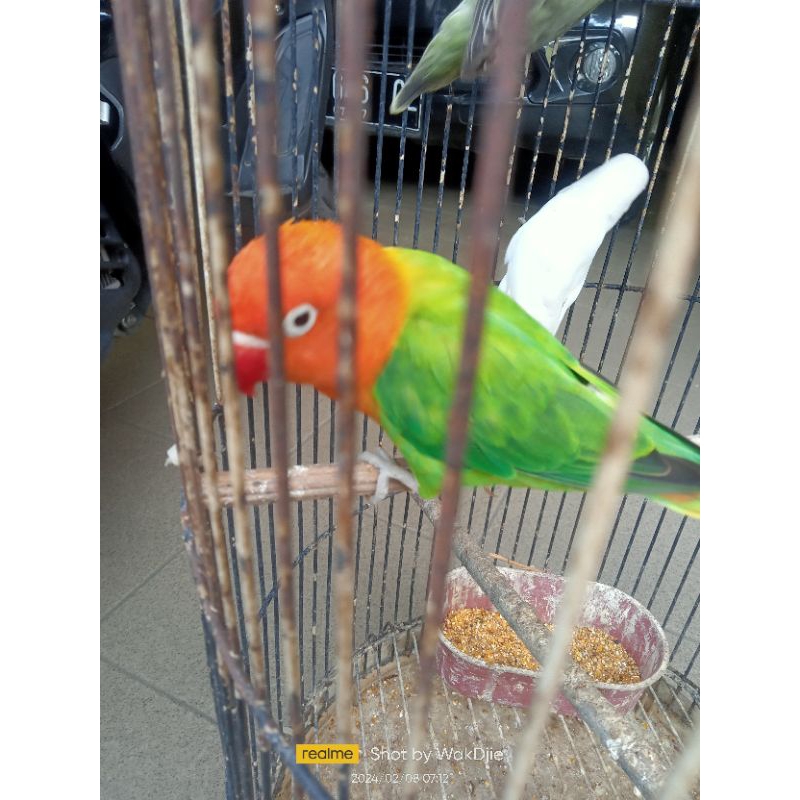 [Instan] Lovebird Biola Jantan Dewasa