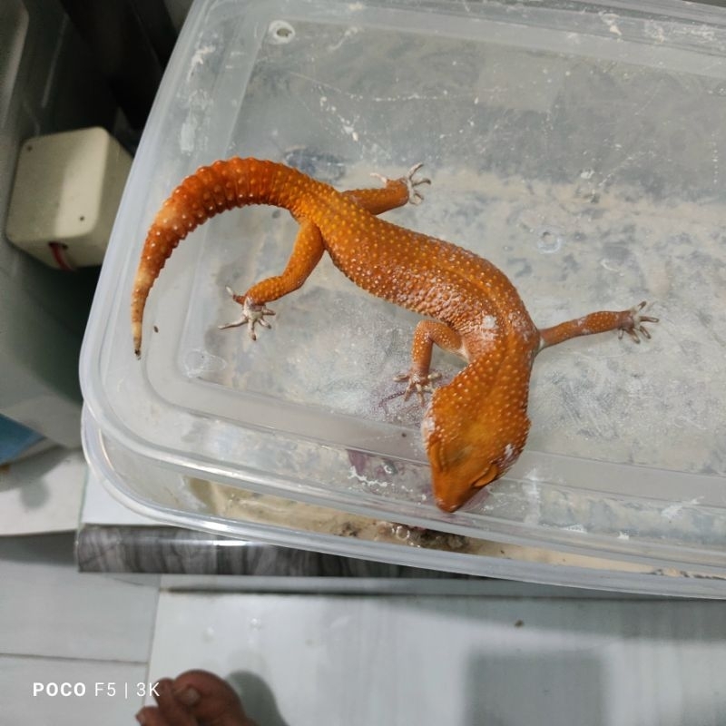 Mainan Anak Gecko Sunglow Tomato