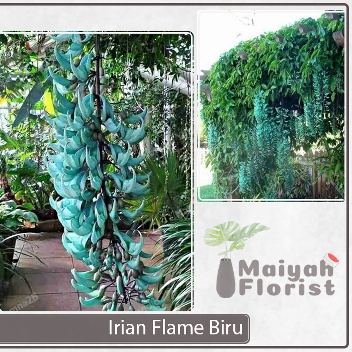 Bibit Tanaman Hias Irian Flame Biru - Flame Of Irian - Bunga Api Irian - Kuku Macan - Anggrek Irian 