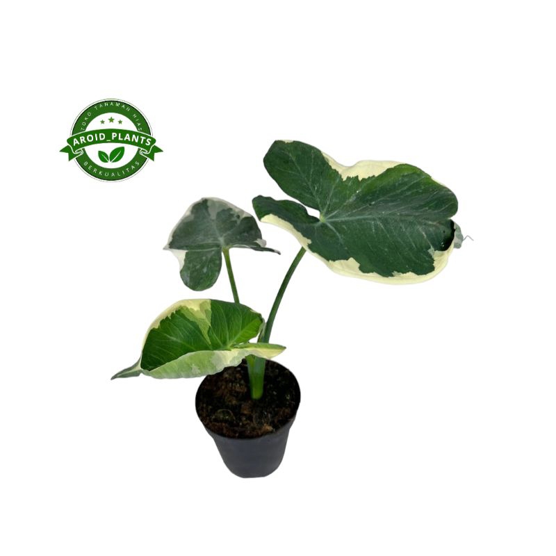 Tanaman Hias Xanthosoma Atrovirens Albomarginata Variegata - Pohon Keladi Kantong Semar Variegata