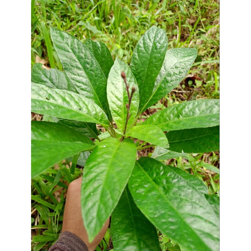 

Daun reundeu 1 kg fresh dipetik ketika orderan masuk