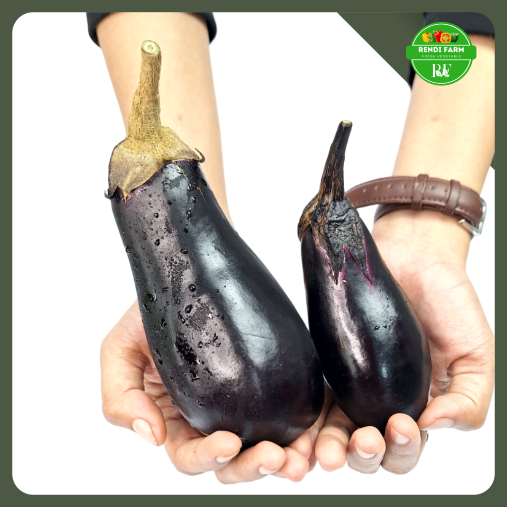 

TERONG NASUBI / TERONG NASUBI TANGKAI HITAM / TERONG / TERONG SAYUR