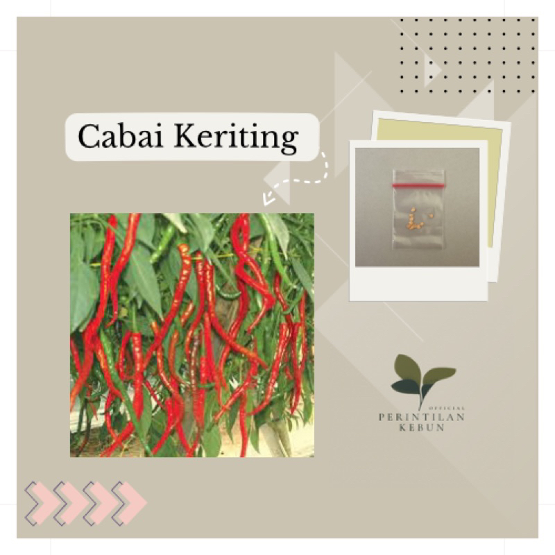 

CABAI MERAH KERITING (Perintilan Kebun)