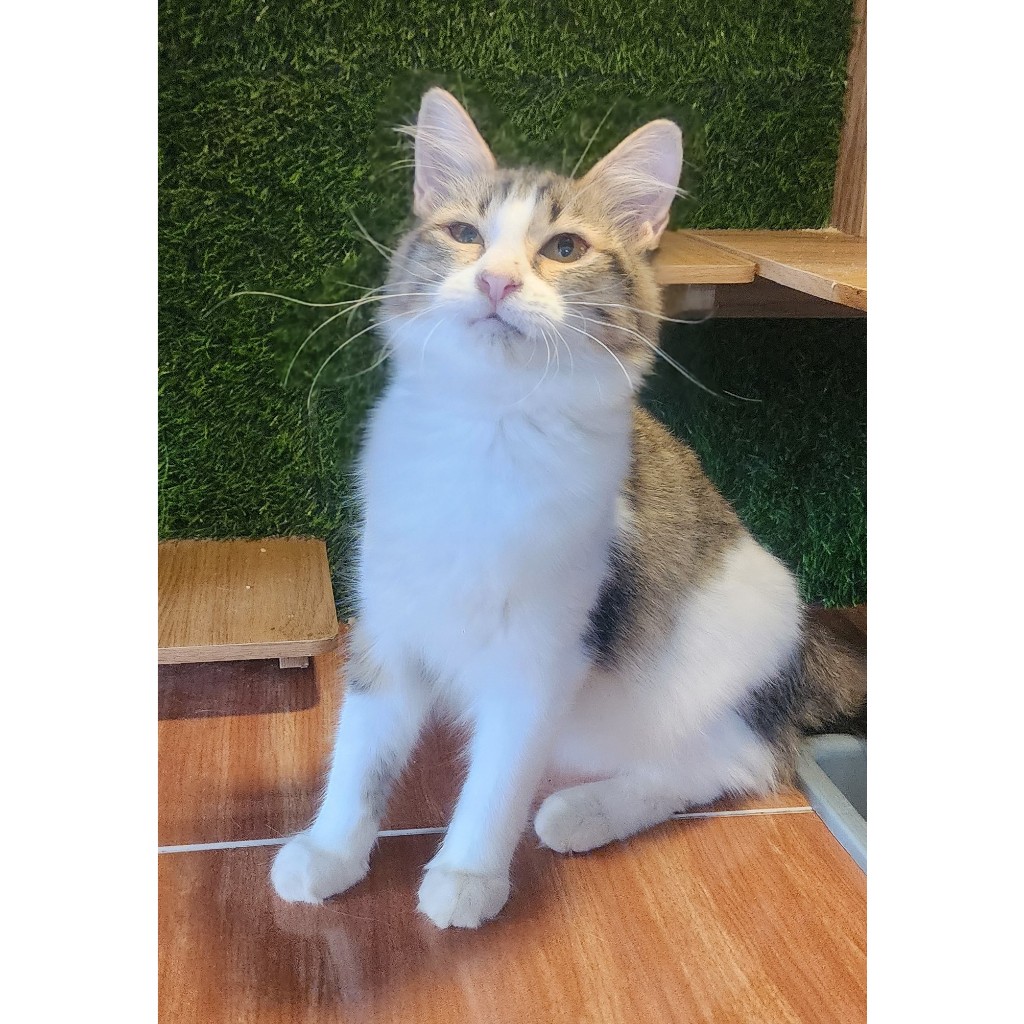 Anak kucing betina warna marble