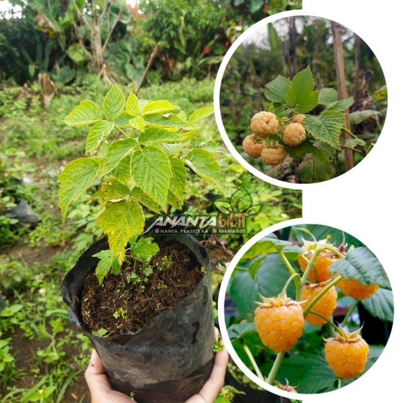 Raspberry import kuning / Yellow Raspberry Import