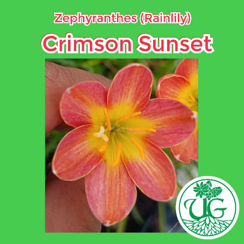 Umbi zephyranthes crimson sunset ( zephyranthes / Rain lily )