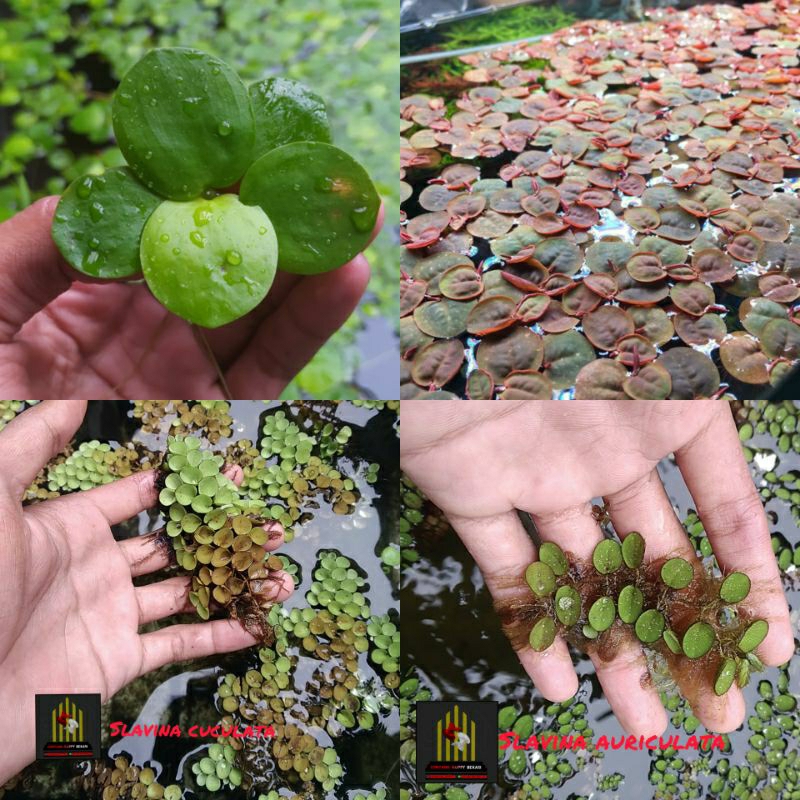 paket tanaman air apung