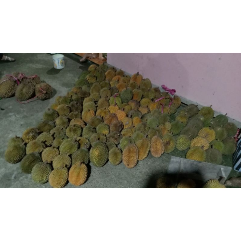 

durian lokal Trenggalek