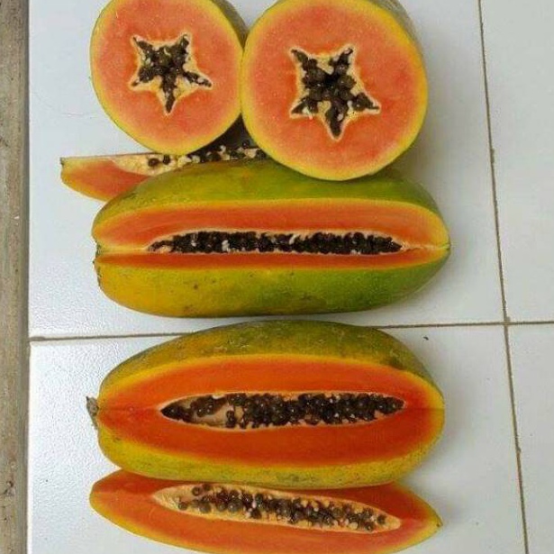 

YOK516 HEMAT PROMO Promo pepaya california