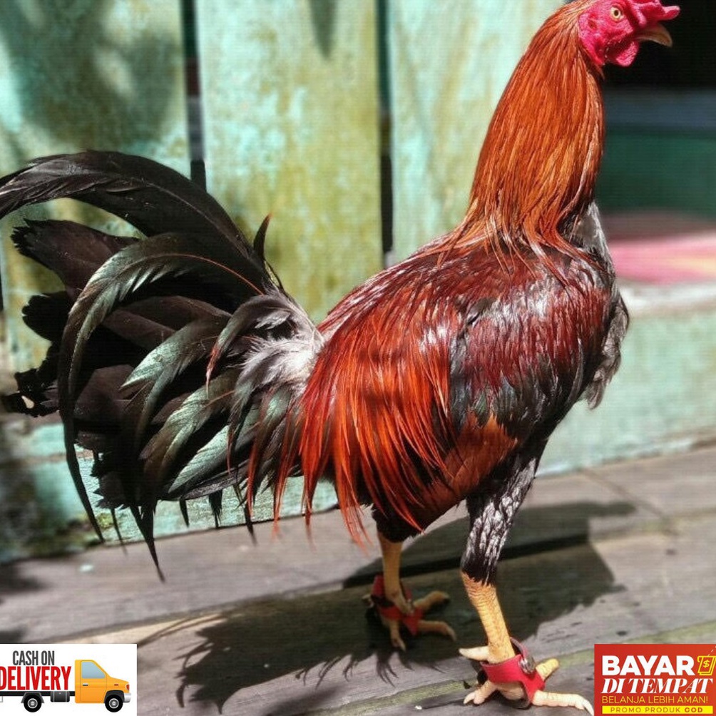 99 FLASH SALE sepatu ayam anti bubul untuk ayam philipin peru dan lainnya