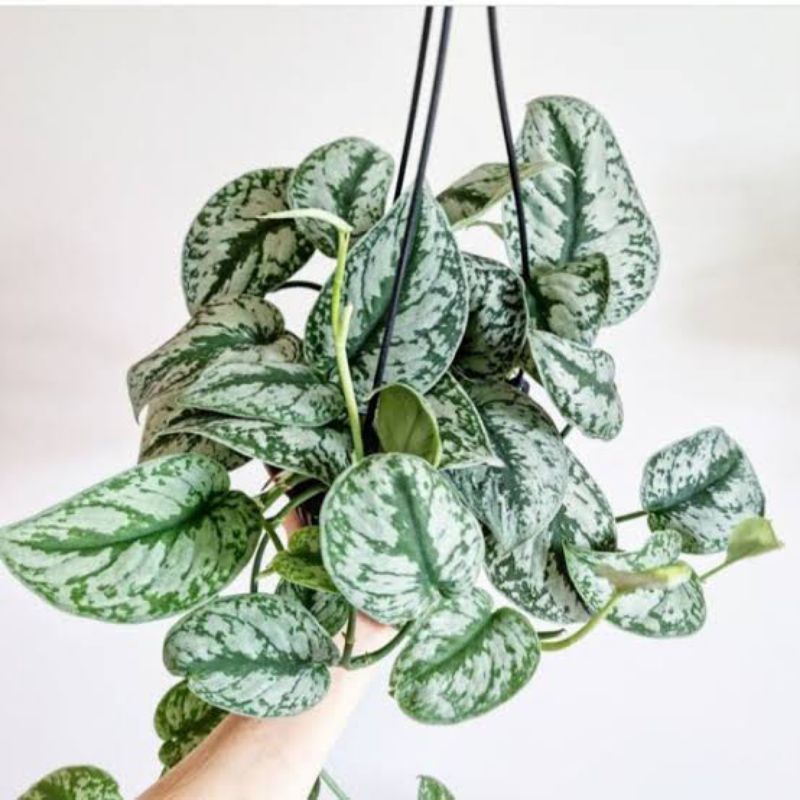 Tanaman Hias Bunga Gantung Scindapsus Silver