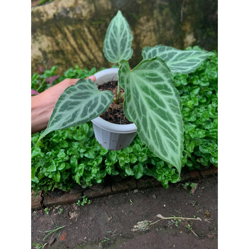 tanaman hias anthurium silver tiger original