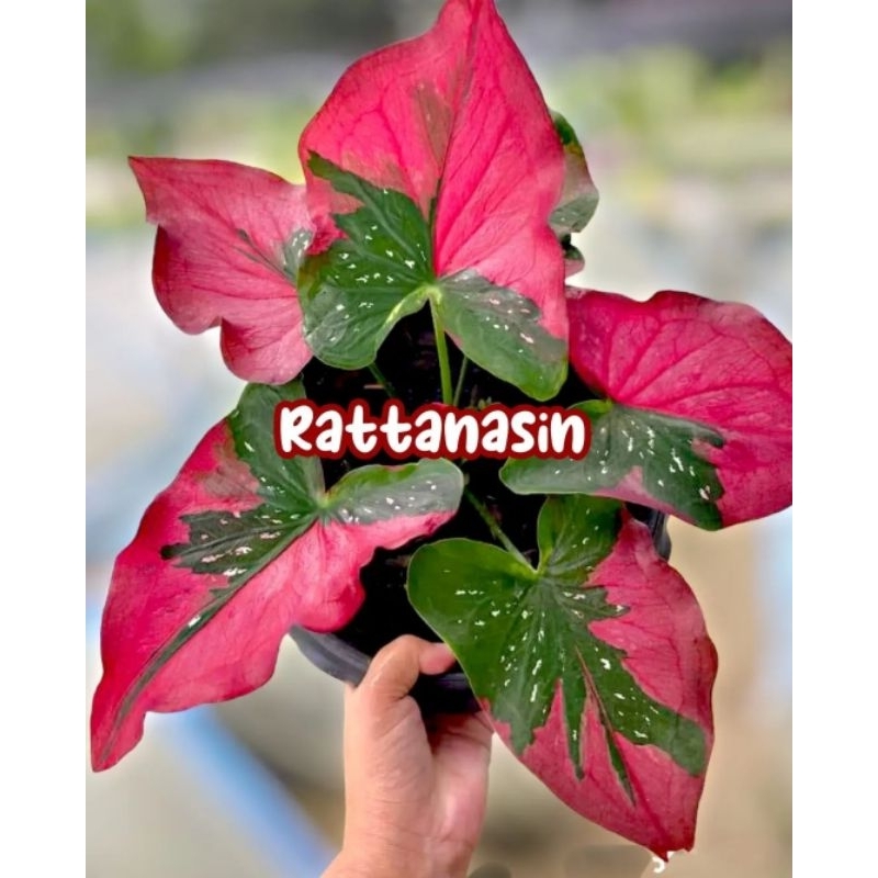 Tanaman Hias Caladium Rattanasin Bunga Hias Caladium Keladi Anakan Rattanasin Murah BUKAN BONGGOL Ta