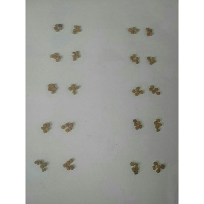 

Biji Turi Kuning 20butir