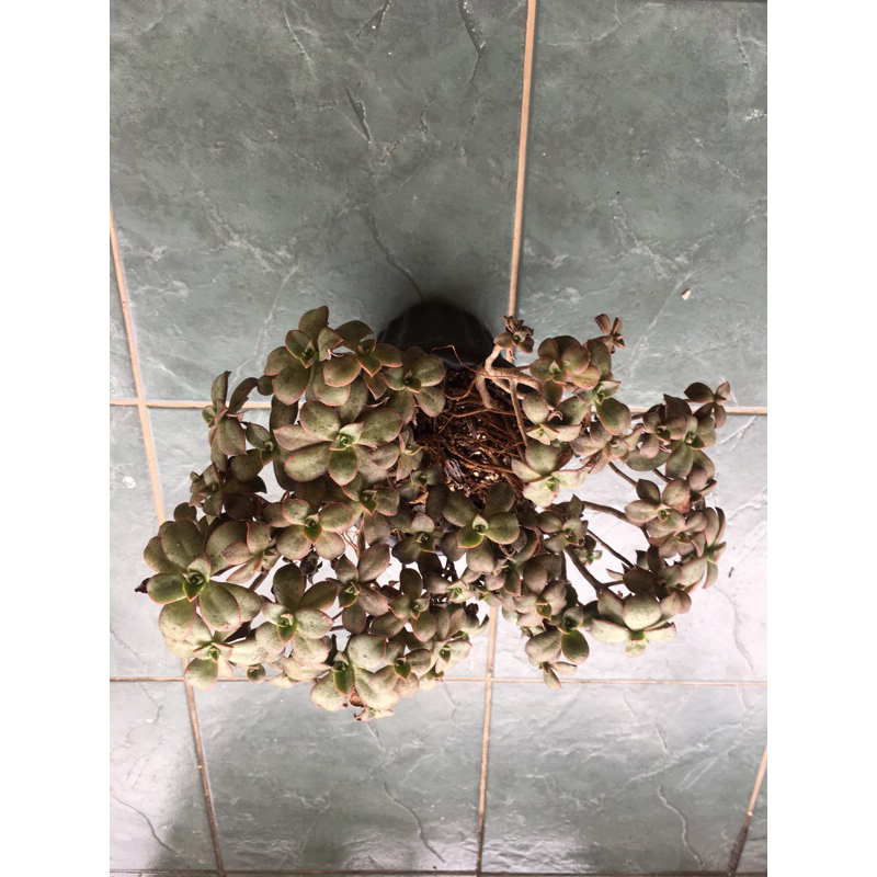 ECHEVERIA KIWI JUMBO BONSAI