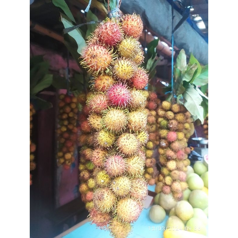 

buah rambutan rapiah manis / rambutan rapiah manis