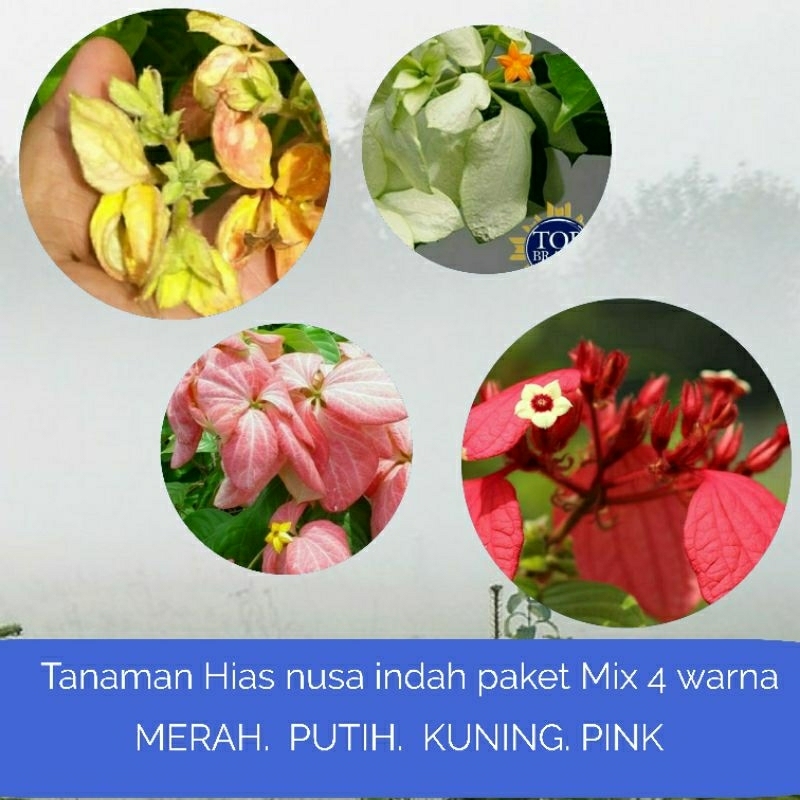 tanaman bunga nusa indah paket 4 warna Merah kuning putih pink musaenda