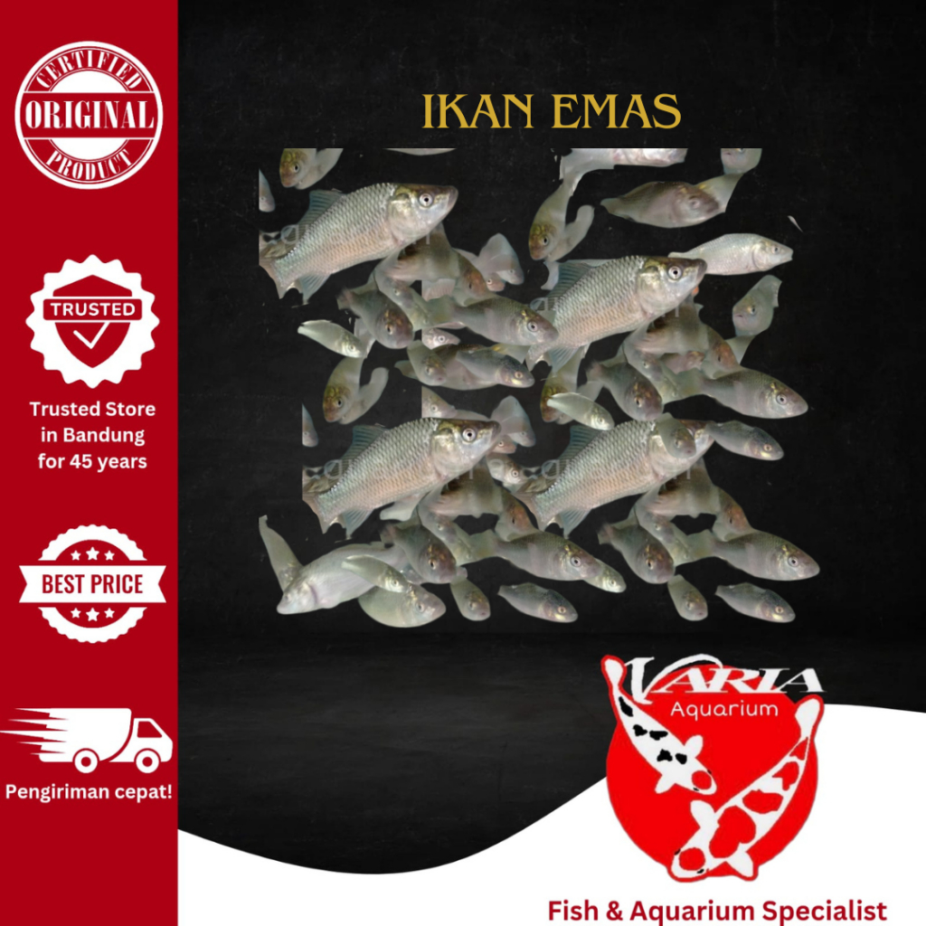 Ikan Mas Hidup - Ikan Mas