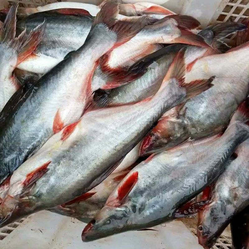 

ikan patin fresh bukan Frozen 1 kg