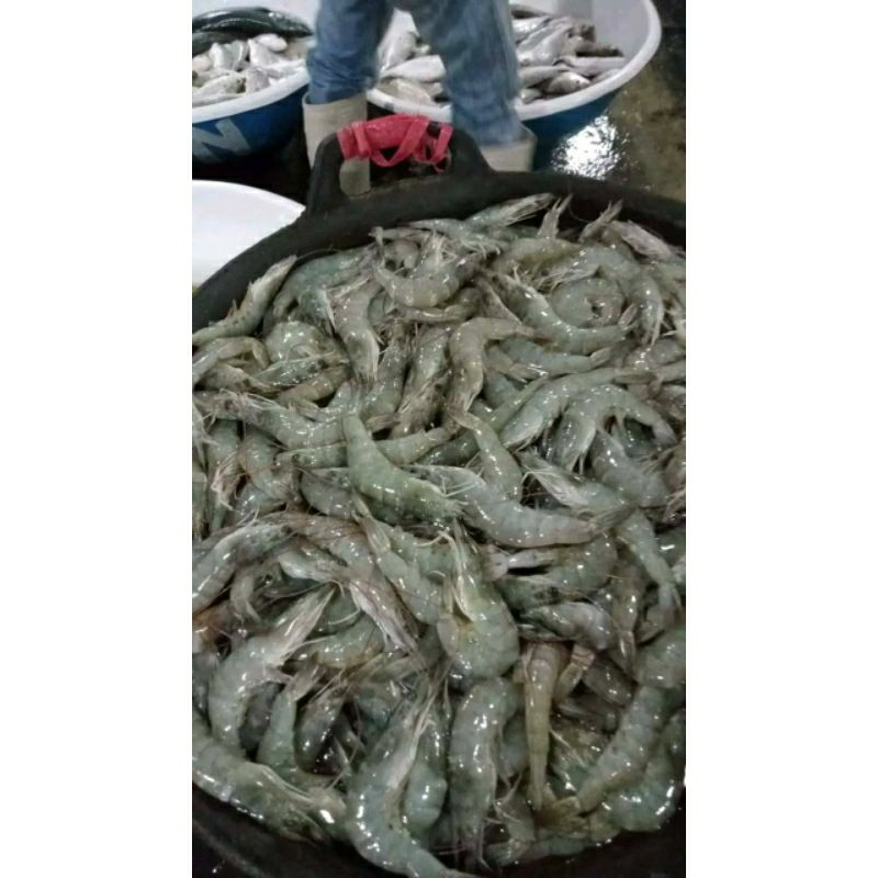 

udang vaname fresh bukan Frozen 1 kg