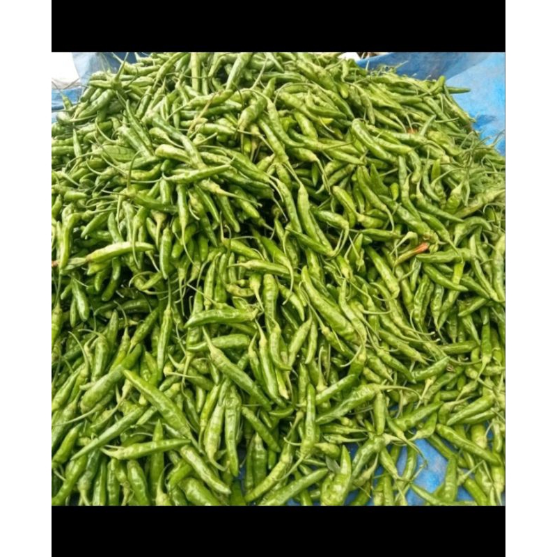 

CABE RAWIT LOKAL/CABE KRITING KABAN SUMATRA UTARA