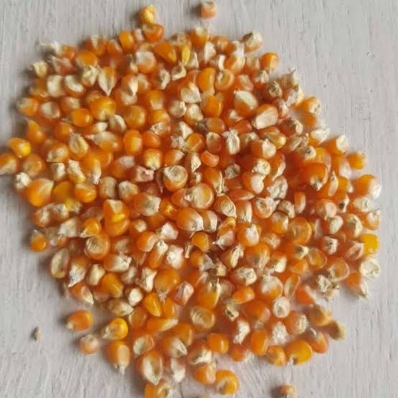 jagung pupil kering/ pakan ternak