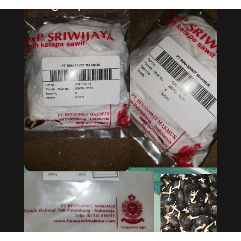Benih Bibit Polong Kecambah Sawit DXP SRIWIJAYA 5 asli