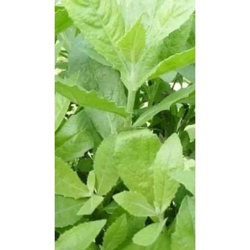 

Daun beluntas 400 gram