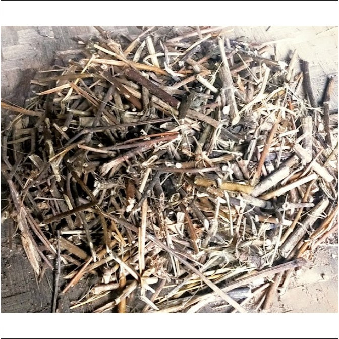 Batang Badotan Kering / Ranting Pohon Babadotan Kering