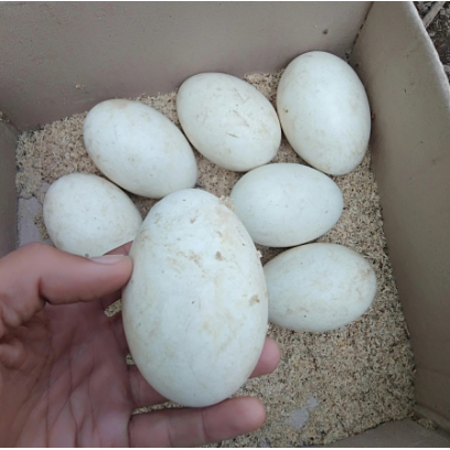 

telor angsa gagal netas