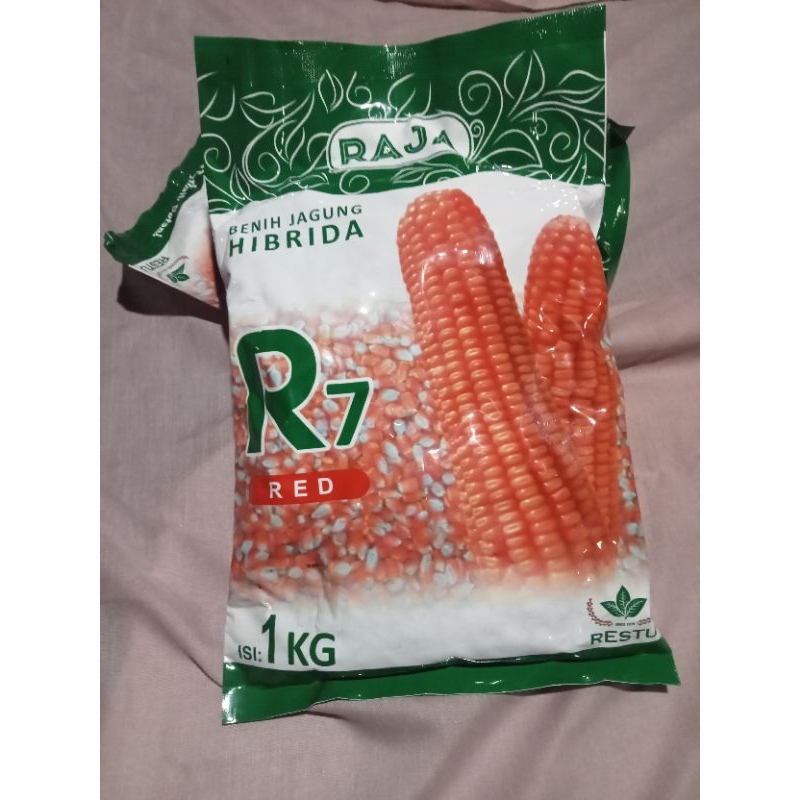 Bibit jagung hibrida Raja Red kemasan 1kg