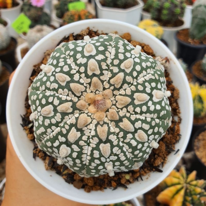 Kaktus Astrophytum asterias cv superkabuto Astro Kabuto V Type vtype
