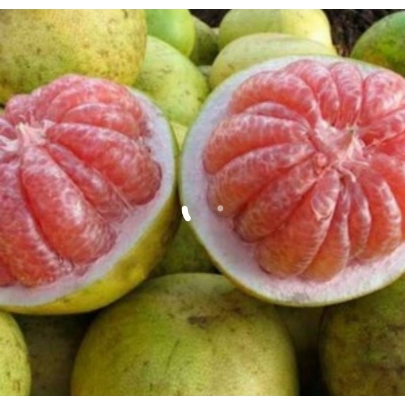 

jeruk Bali kupas premium per buah