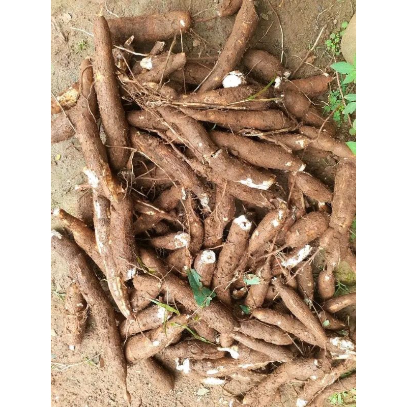 

SINGKONG PULEN 1KG