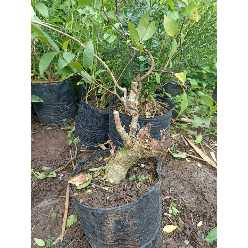 Bahan Bonsai Mentaos