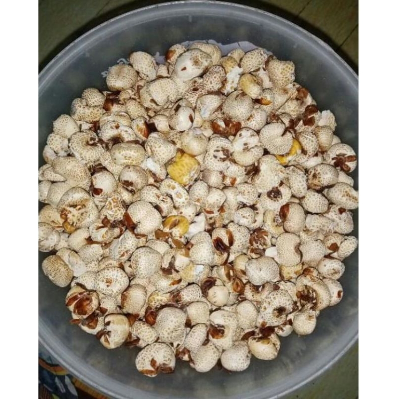 

Popcorn/Brondong Jagung Cemilan Jadul Murah 500g