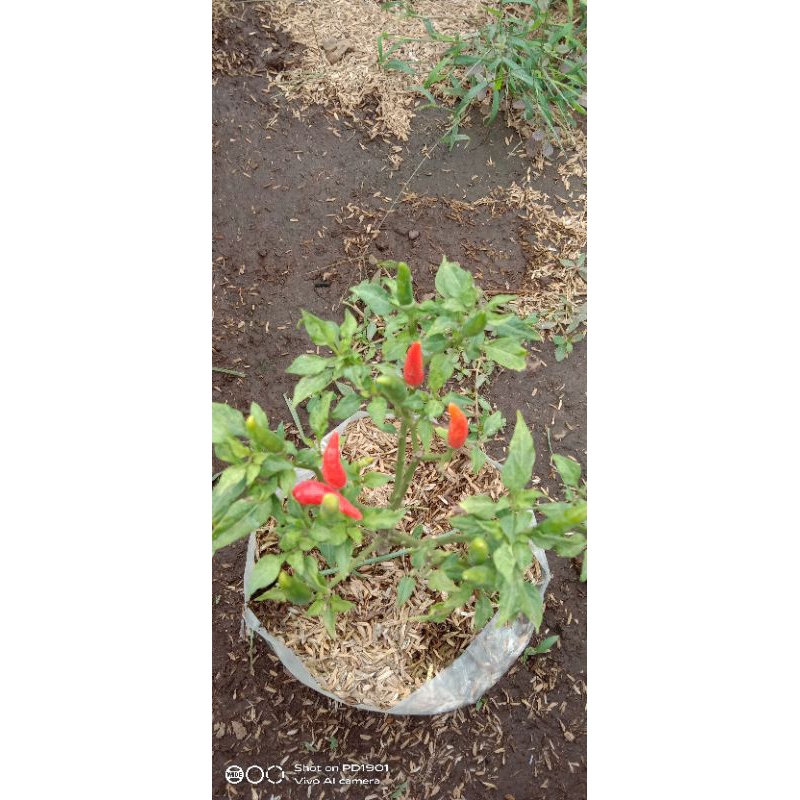 

tanaman cabai rawit/cabe/cengek merah pedas..