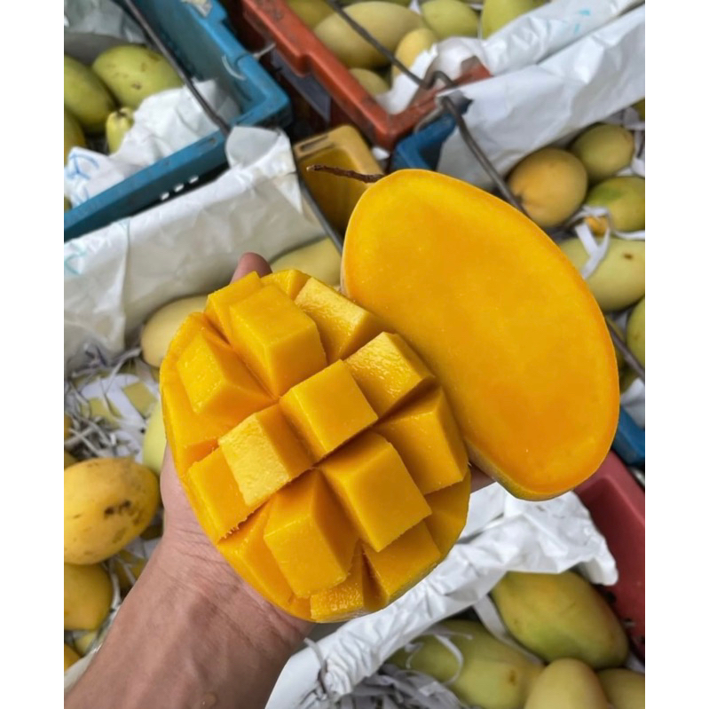 

MANGGA SUSU THAILAND