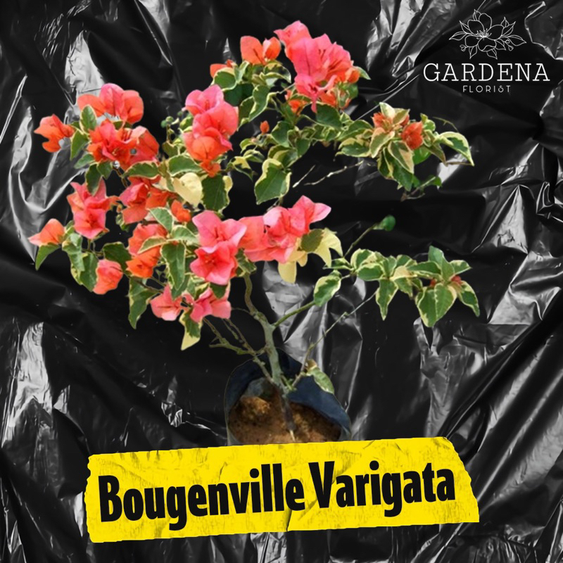 tanaman bougenville varigata - bougenville gemoy - bougenville cantik
