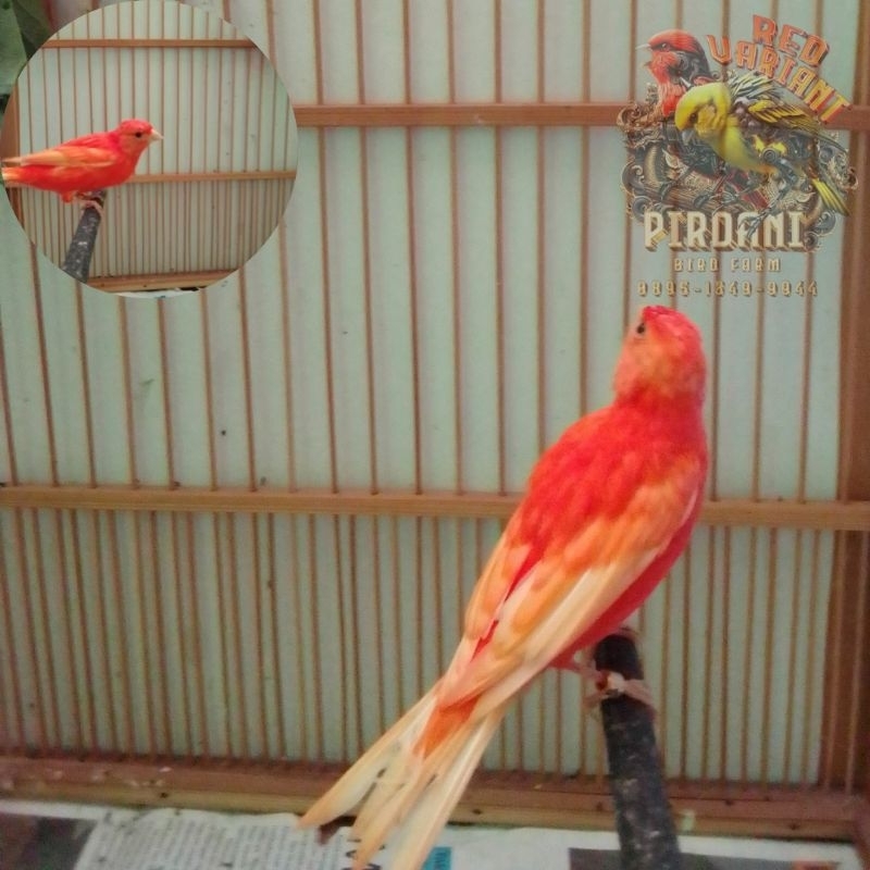 Burung Kenari Merah Lokal REMAJA
