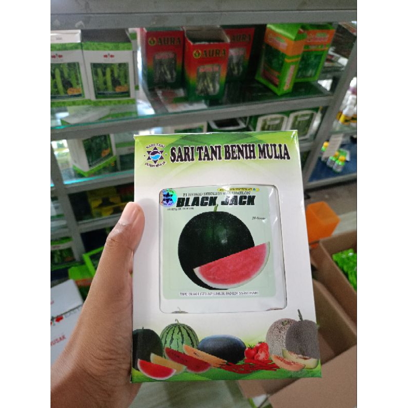 Benih Bibit Semangka Non Biji Black Jack F1 (Tahan Virus, Kulit Gelap Tebal, Bisa Dibuahkan 4-5 Buah
