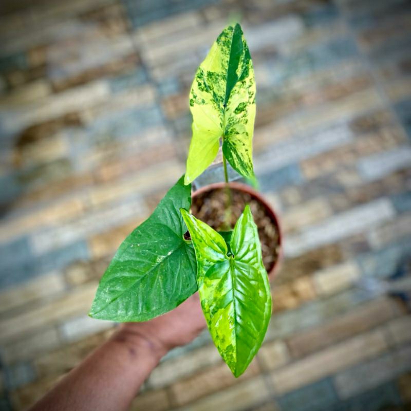 syngonium kuning variegata