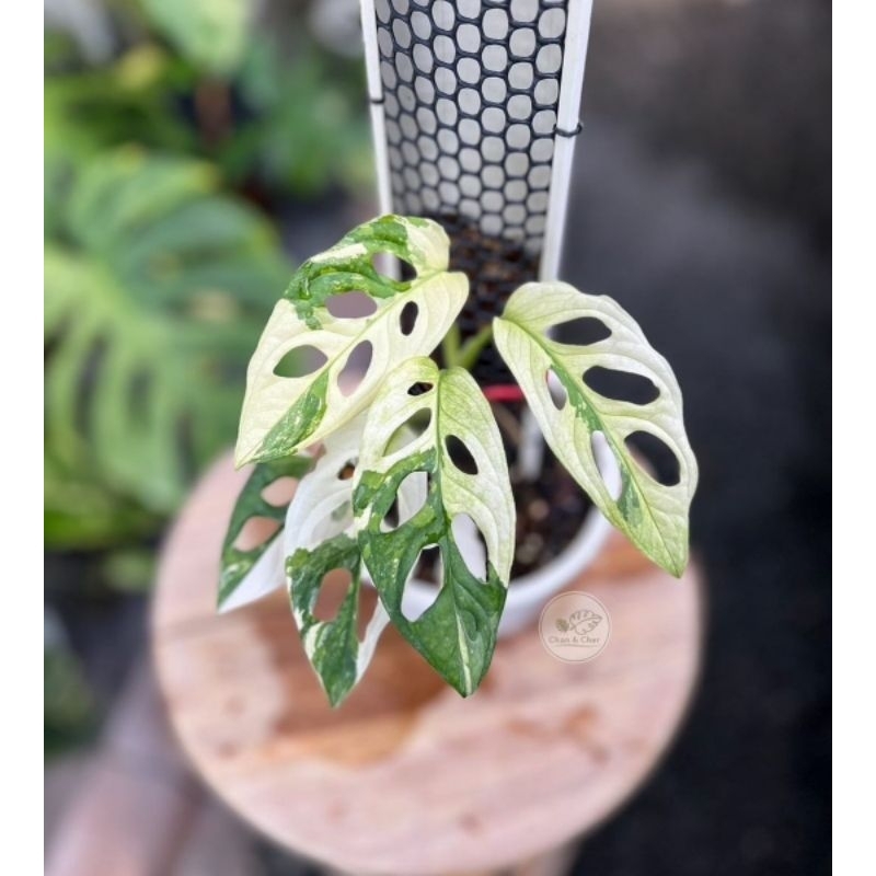 Tanaman Hias Monstera Andasonii Albo Variegata Bunga Hias Monstera Andasonii Albo Variegata Murah BU