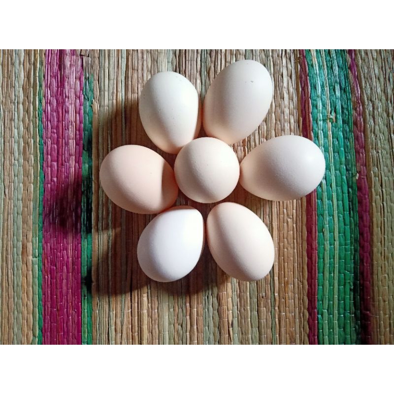 

Telur ayam kampung elba