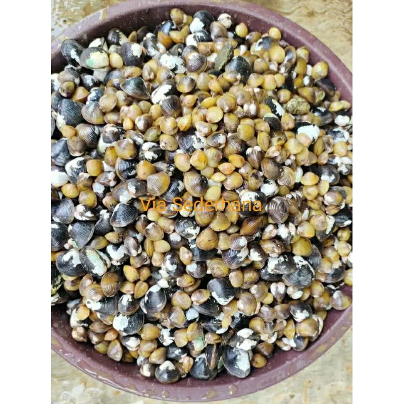 

Kerang Air Tawar/Kepa