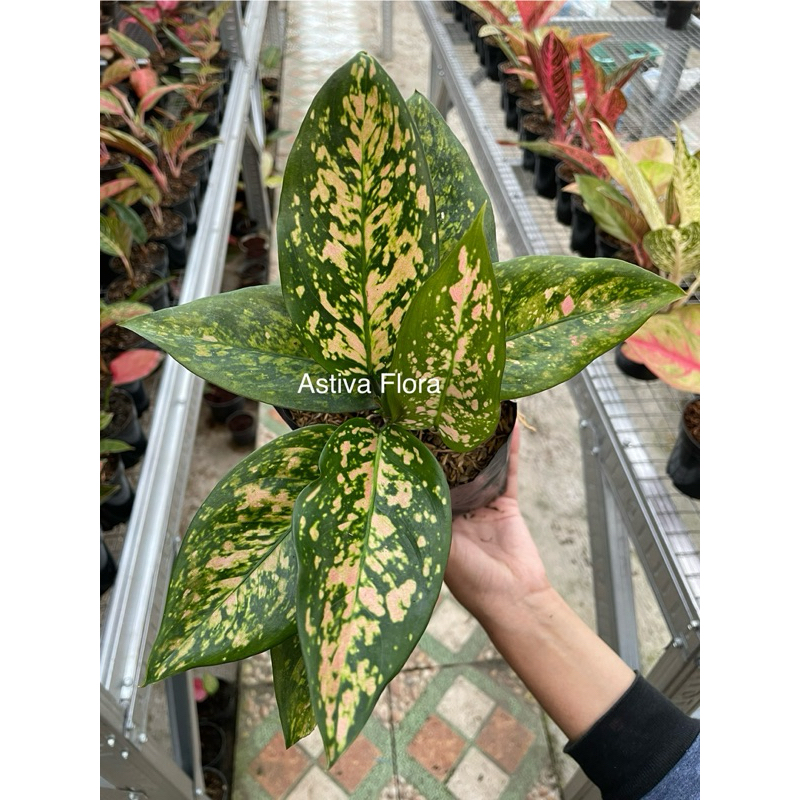 Aglonema Ruby Orange Aglaonema Ruby Orange