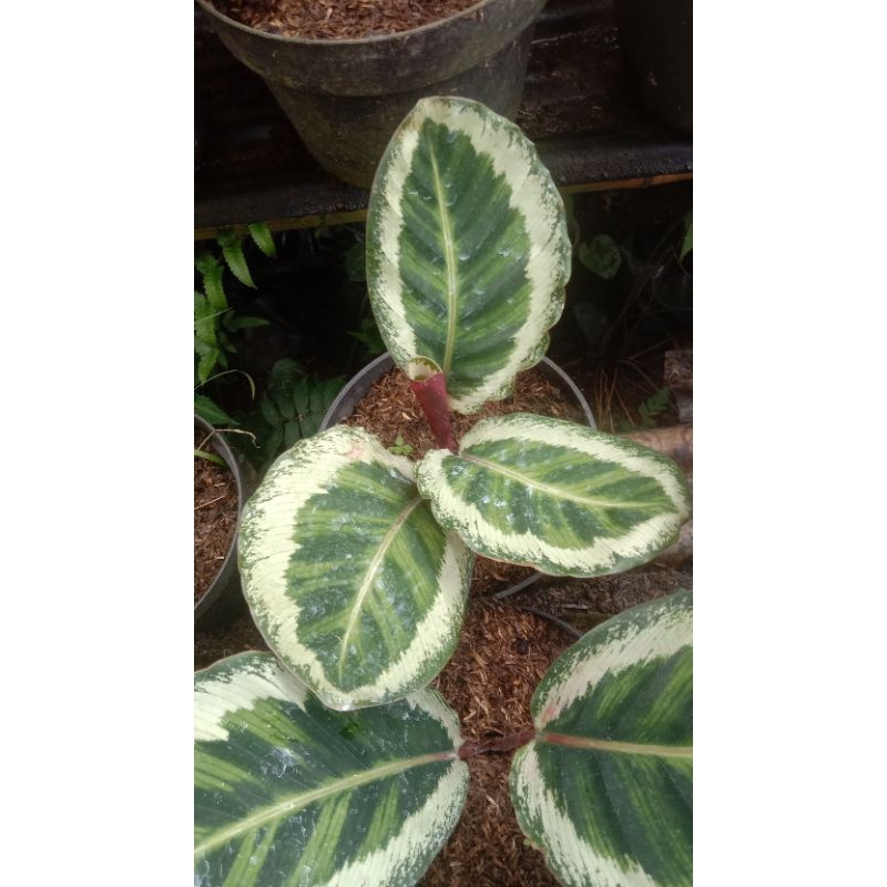 calathea Angela