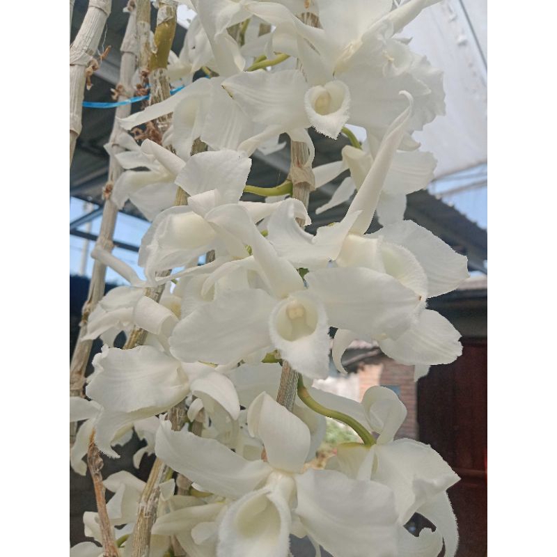 Anosmum Gigantea Alba