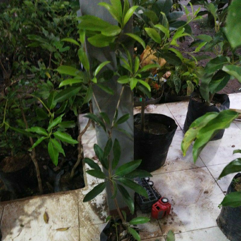 Bibit Sawo Jumbo CM 19 asli malaysia rasa manis poll tidak masir